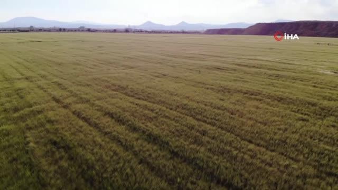 Konya Ovası'nda tarımsal kuraklık yerini yüksek rekolte beklentisine bıraktı