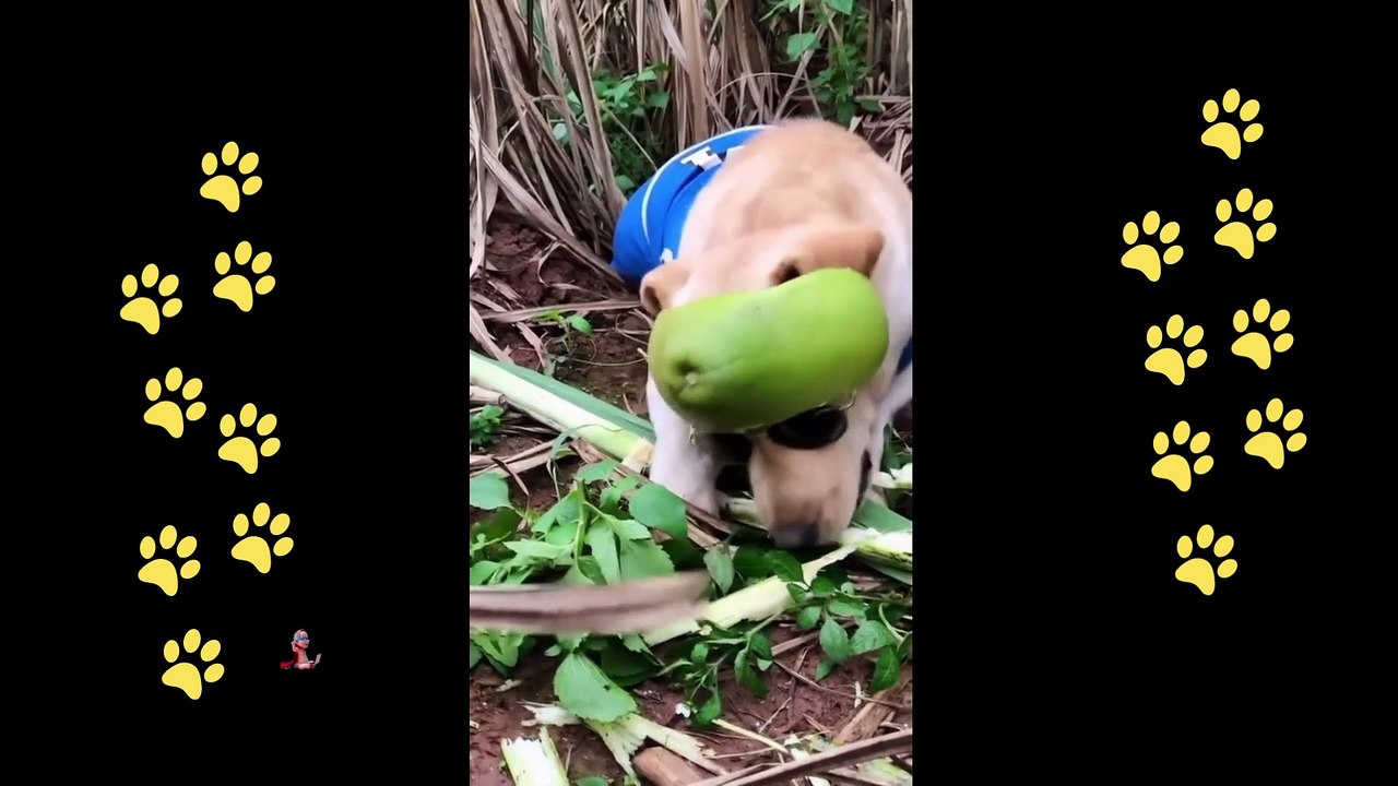 funny  dogs reactions part 26 No Languages only funny voices Sabeera smc funny videos 2023