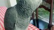 African Gray Parrot Singing | Brazilian Gray Parrot