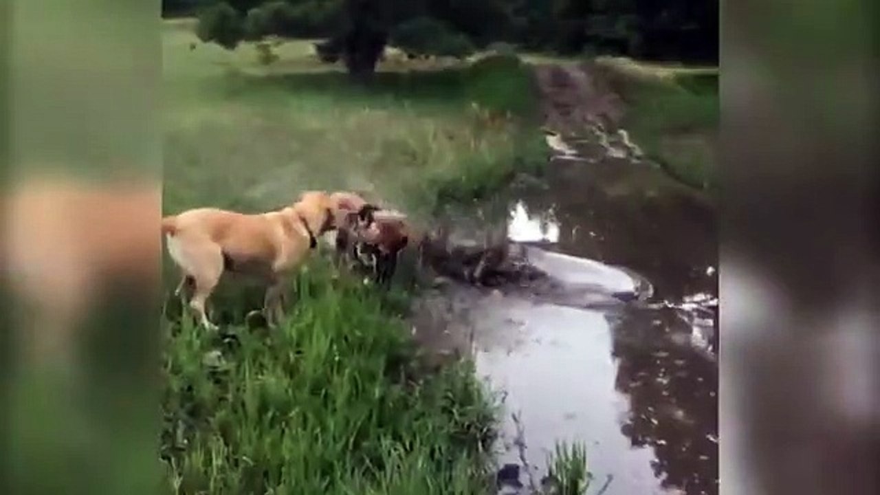 funny_entertainment_videos(360p)