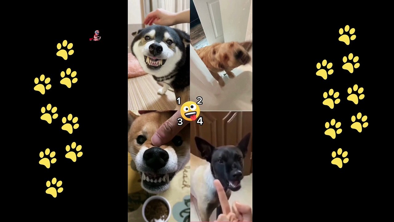 funny  dogs reactions part 32 No Languages only funny voices Sabeera smc funny videos 2023