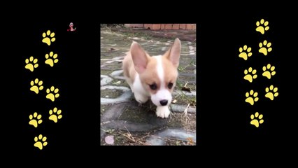 Download Video: funny  dogs reactions part 36 No Languages only funny voices Sabeera smc funny videos 2023