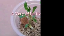 how to grow almond tree at home from seed | almond tree growing |