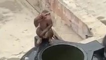 सुलतानपुर: बंदरों ने गर्मी से बचने का निकाला नायाब तरीका, वीडियो देख आप भी रह जाएंगे दंग