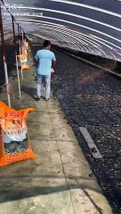 Farming of frog | animals farming