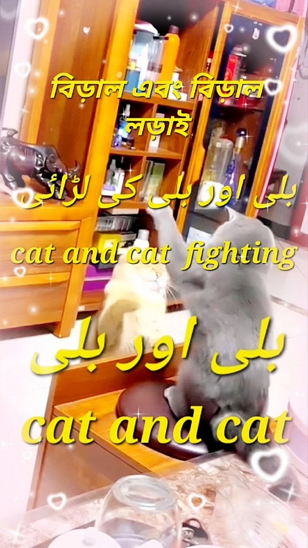 ⁣cat and cat//cat and cat  fighting