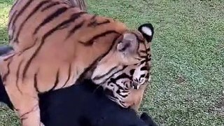 A tiger teaches a dog how to attack _shorts _viral (720P_HD)