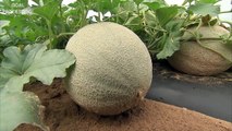 Amazing Agriculture Cultivation - Cantaloupe Growing Harvesting and Parking_2
