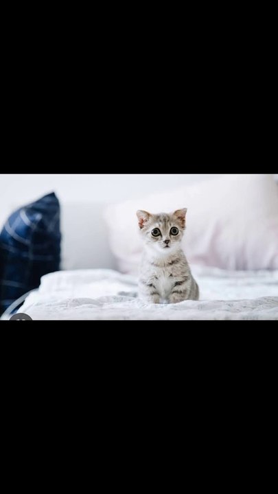 Cute  cat's