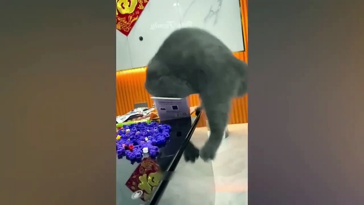 Ready to laugh  Funniest Animals Video - Best Cats  and Dogs Videos