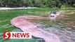 Bright pink algae bloom starts red tide scare in Penang