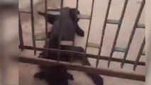 आगरा: पुलिस ने पेश की मानवता की मिसाल आवारा कुत्ते की बचाई जान वीडियो हुआ वायरल