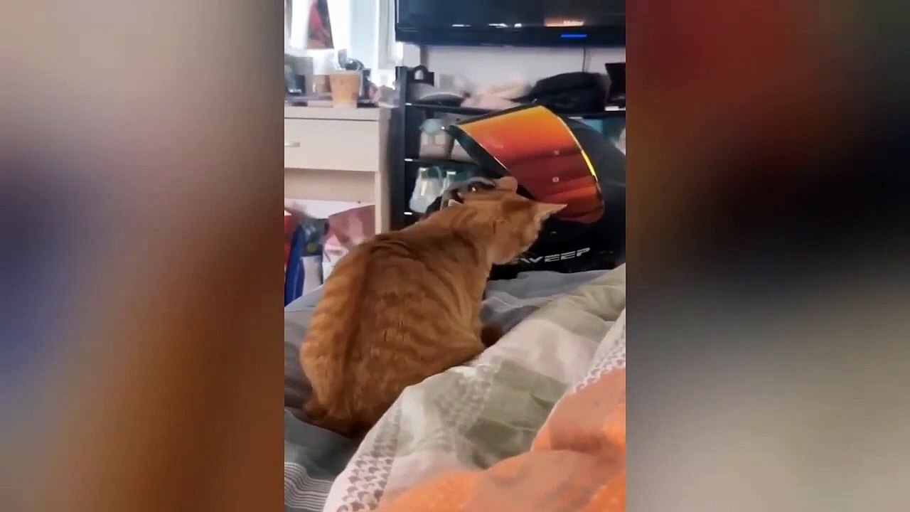 Ready to laugh  Funniest Animals Video - Best Cats  and Dogs Videos