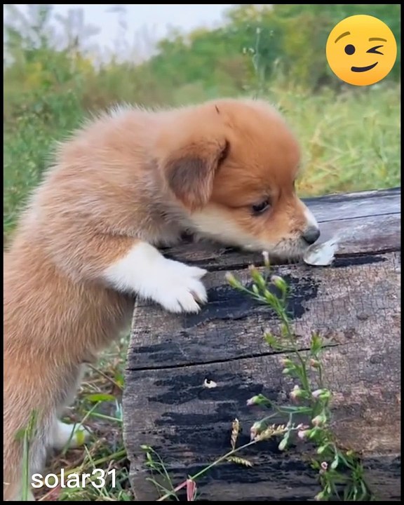 small puppy playing with duck | small puppy and duck frienship | small duck and small puppy playing with each other #duck #puppy #animals #viral #hd