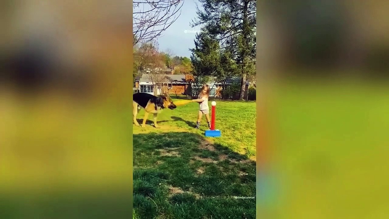 Ready to laugh  Funniest Animals Video - Best Cats  and Dogs Videos