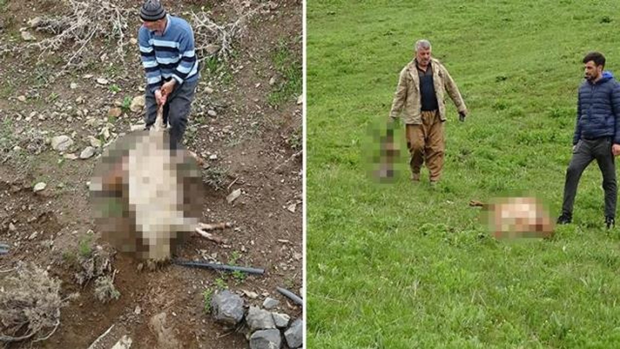 Hakkari Yüksekova'da koyun sürüsüne kurt saldır...