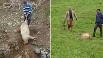 Hakkari'de sürüye kurt saldırısı: 50 koyun telef oldu