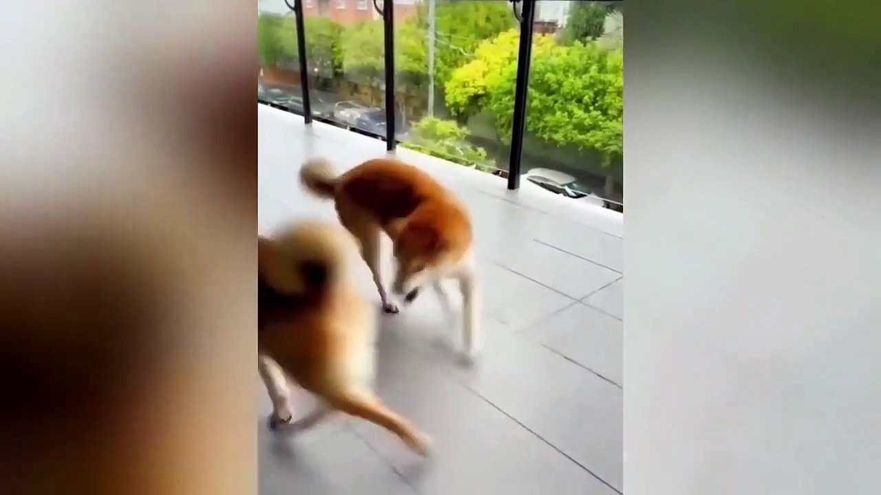Ready to laugh  Funniest Animals Video - Best Cats  and Dogs Videos