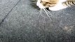 A Cute Tabby Cat Stalks Toy and Attacks(15)