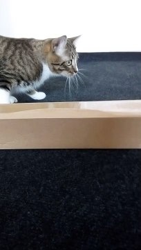 A Cute Tabby Cat Stalks and Attacks (1)