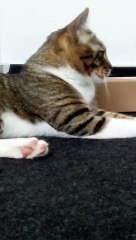 A Cute Tabby Cat with White Paws (2)