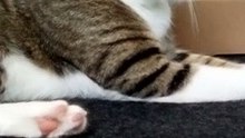 A Cute Tabby Cat with White Paws (2)
