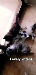 Kittens siblings  fighting