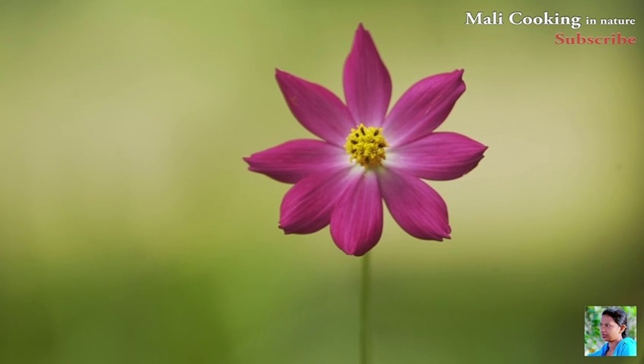 Duriyan Cake recipe Special Durian Seeds Curry || Dinar Recipes with chicken recipe || mali cooking