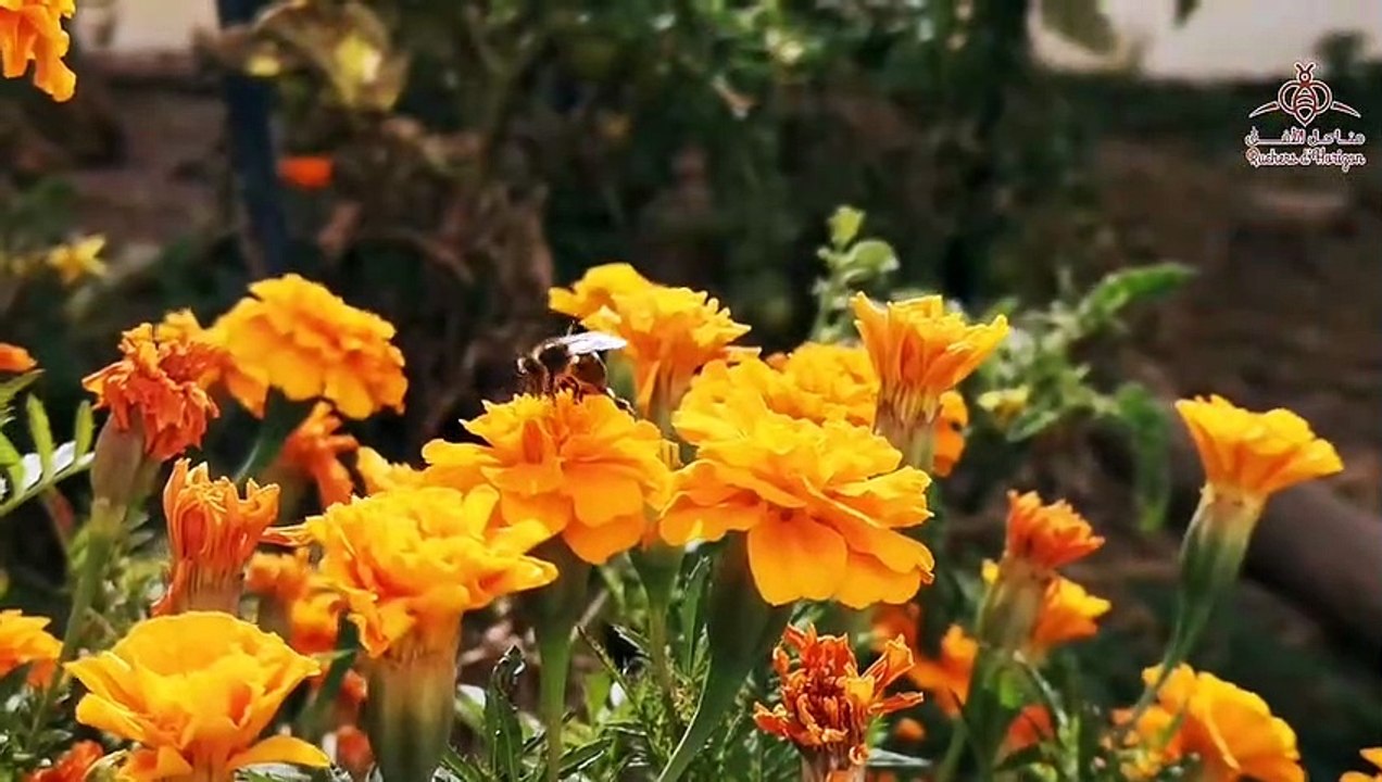 ruchers d'horizon مناحل الأفق