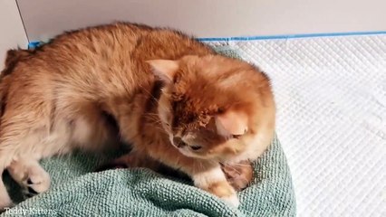 5th day after birth  Kitten Pinky gets treatment