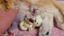 7th day after birth  cat mother kisses her baby kitten