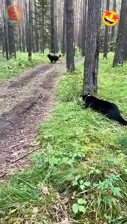 Black  Panther plays with pit bull dog