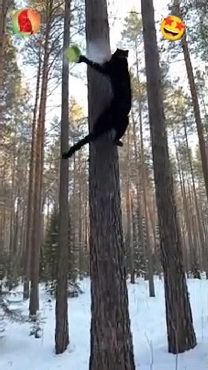Black Panther climbs and jumps high