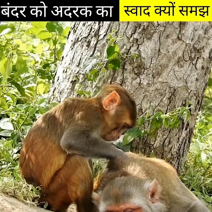 बंदर को अदरक का स्वाद क्यों समझ में नहीं आता है