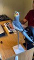 dibbydoo beats #parrot #cute #pet #cockatiel #bird #rappingbird