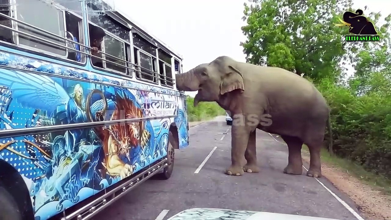 A severe elephant attack on a bus. People fall down in fear
