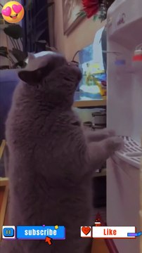 Look what am I doing | #cats #catstiktok #catvideos #catlover #shorts #funny #cat #youtubeshorts #dog #dogs #doglovers #doglover #catlover #catlovers #lover #lovers