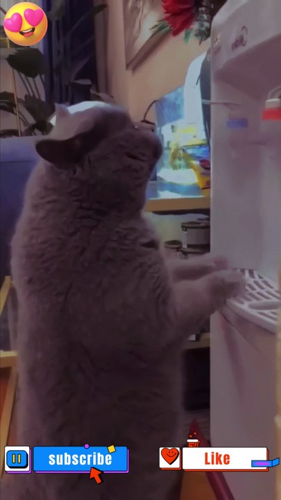 Look what am I doing | #cats #catstiktok #catvideos #catlover #shorts  #funny #cat #youtubeshorts #dog #dogs #doglovers #doglover #catlover #catlovers #lover #lovers