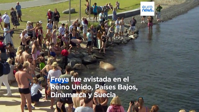 Escultura a la morsa Freya