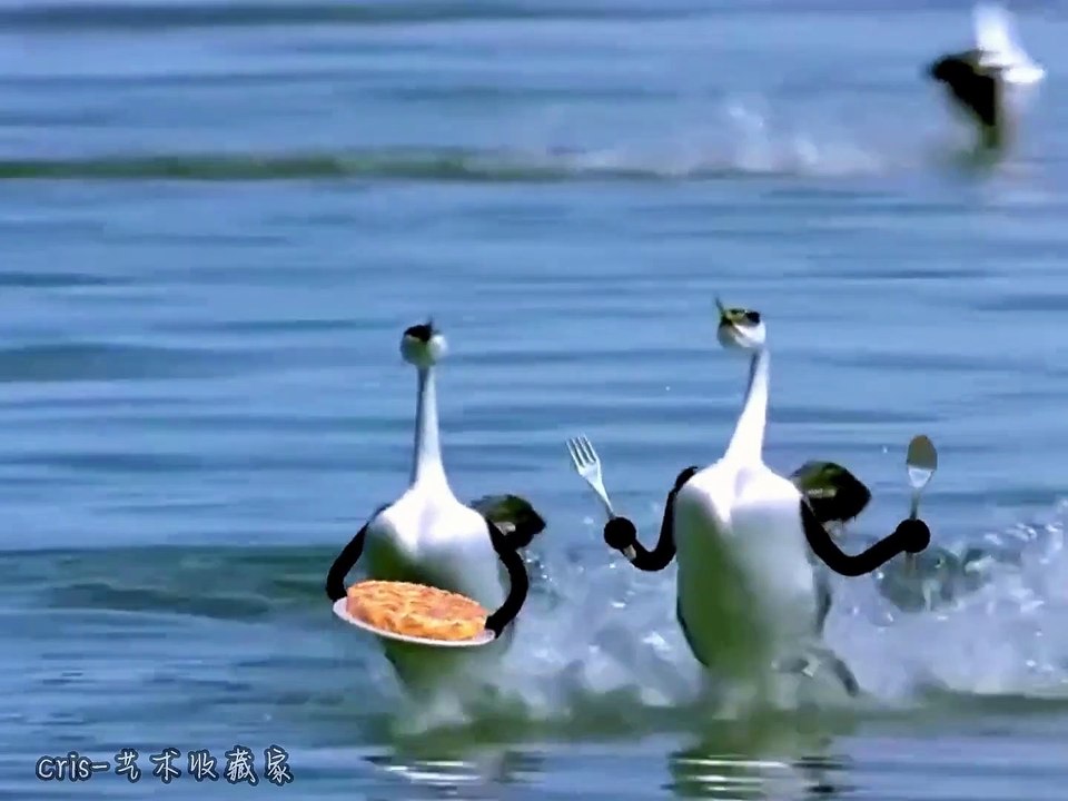 Funny birds