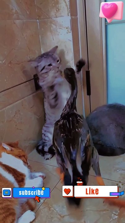 What are you looking | Dogs and Cats #cats #catstiktok #catvideos #catlover #shorts  #funny #cat #youtubeshorts, #dog #dogs #doglovers #doglover #catlover #catlovers #lover #lovers