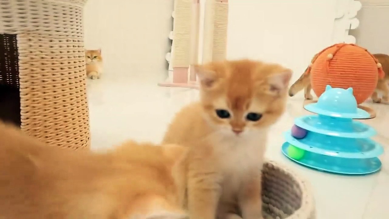 12 weeks after birth _ Curious and cute kittens from Bassy and Akai