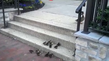 Ducklings Climbing Stairs.