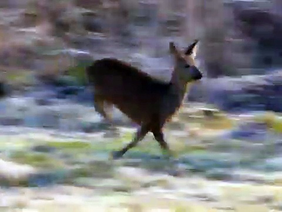 Running Deer.