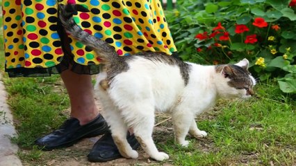 Every One Was Told Not To Touch This Cat But Then One Man Did not Listen