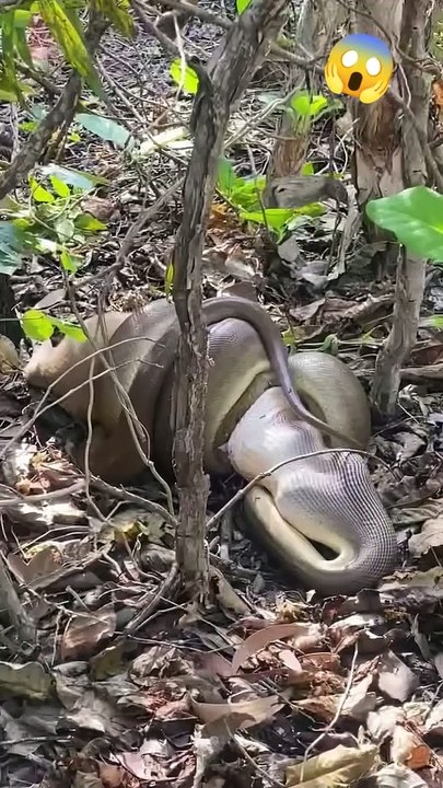 OMG, Big Python Snake Eating  Kangaroo