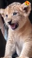 Cute Lion cub roaring so lovely sound