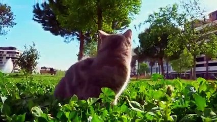 Can we eat same food after a cat licks it کیا بلی کے چاٹنے کے بعد ہم وہی کھانا کھا سکتے ہیں؟