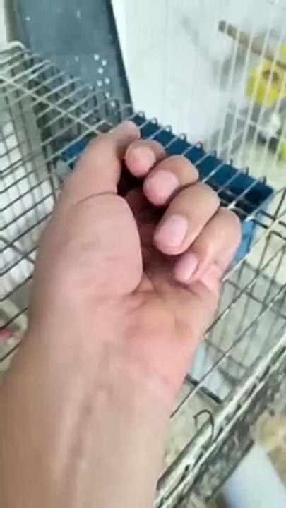 30 Days in 30 Seconds _ baby bird growth stages