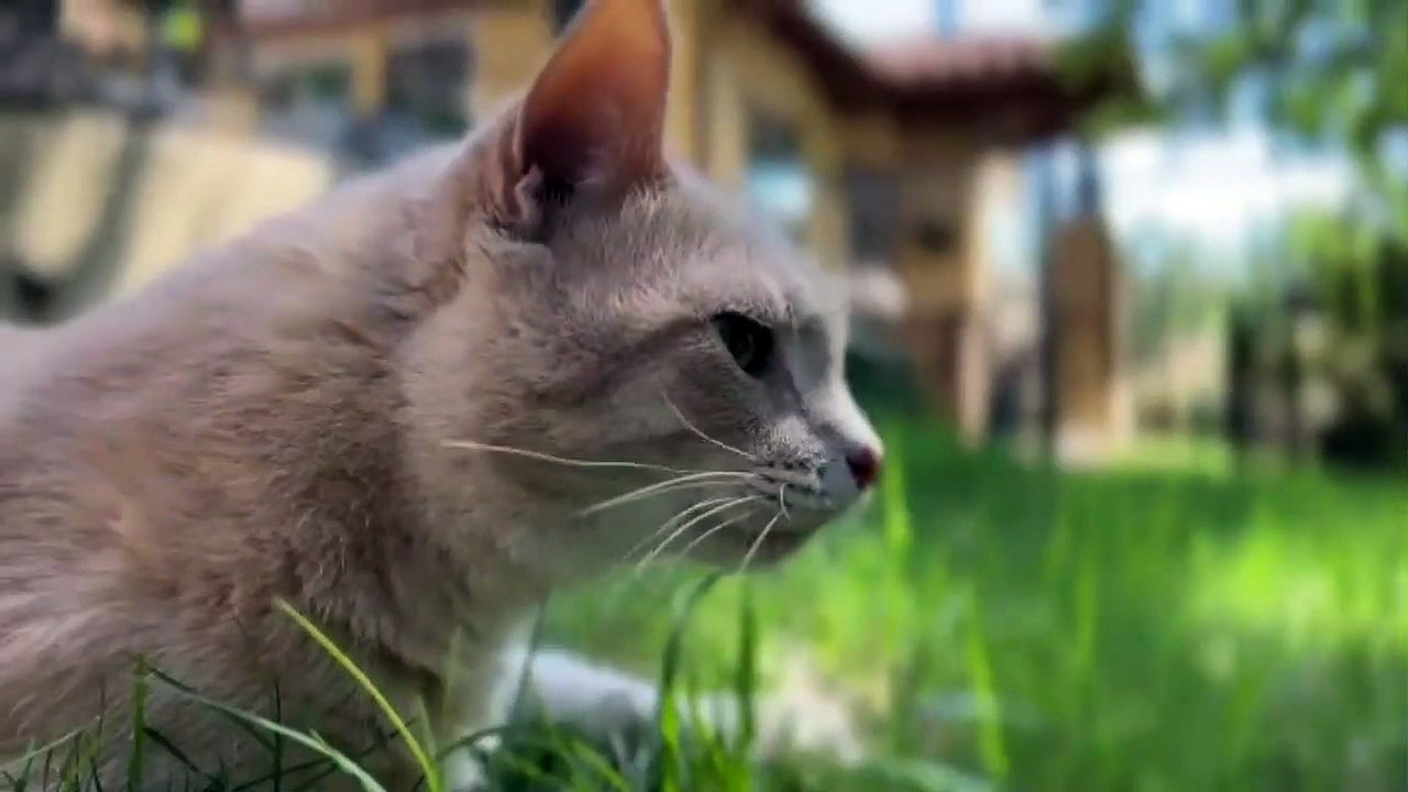 Cute and beautiful cat video | funny cat video